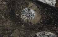 fossil brown