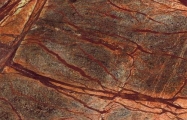 rain forest brown