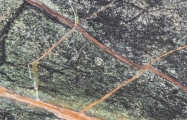 rain forest green