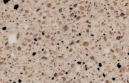 perla diana